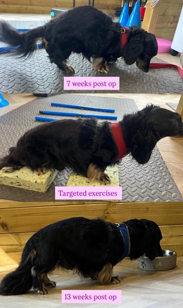 dog with IVDD who underwent physiotherapy after surgery who went from bad posture a hump to good