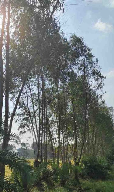 Sustainable eucalyptus nursery showing healthy young plants cultivated for international export markets.