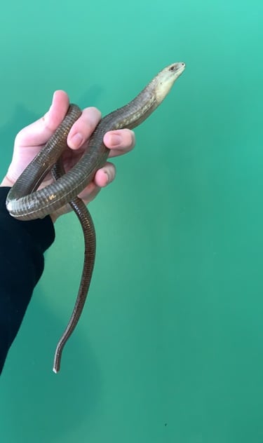 European legless lizard