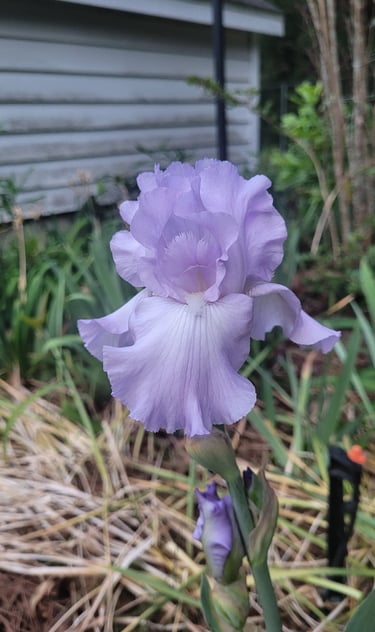 lavender iris