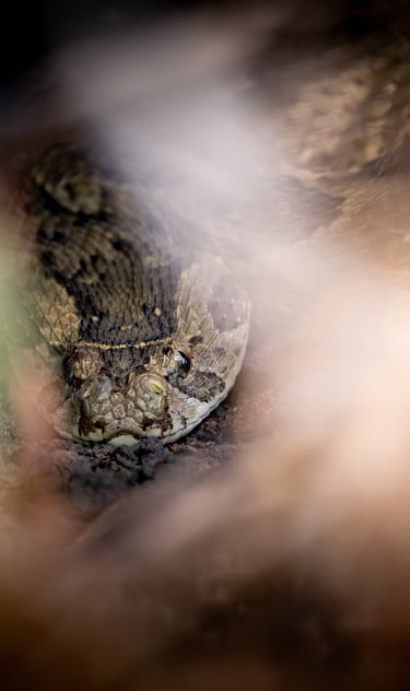 a puff adder in the grass