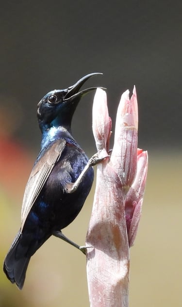 sunbird in Bardiya