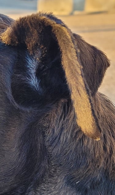 Oreille magnifique Schnauzer nain