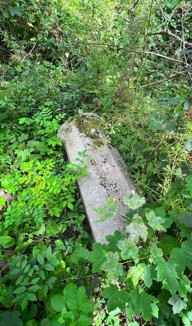 Afgebroken zuil, bedekt met bladeren en omringd door planten en bosgrond.