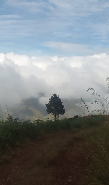 a lone tree on a mountain top overlooking a peaks shrouded in clouds