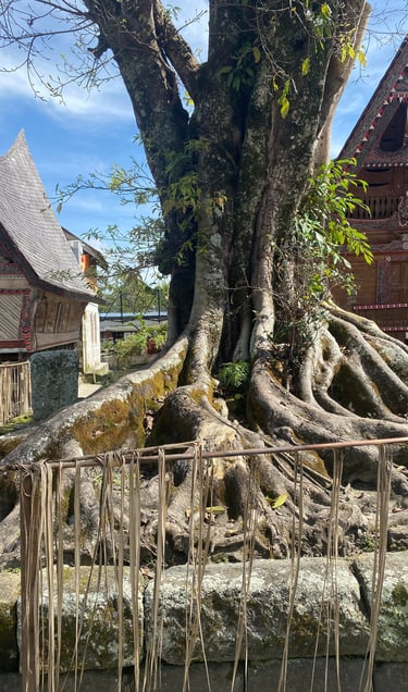 an old old tree growing out a stone slab with Batak houses in the background