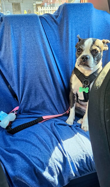 Yoki in a rental car with backseat cover.