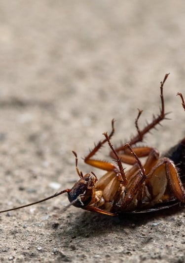 un cafard mort