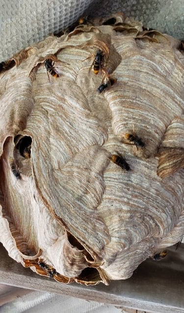 Détruire un nid de frelons à Lesneven