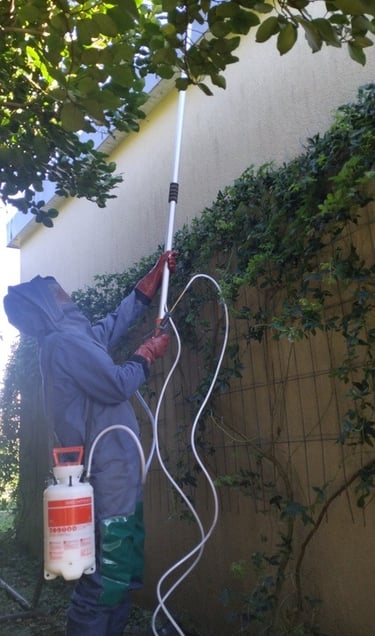 Détruire un nid de frelons à Lesneven