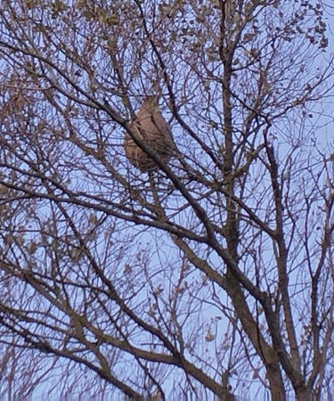 Destruction d'un nid de frelons à Ploudaniel