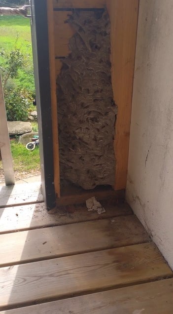 Enlever un nid de guêpes à Plounéour