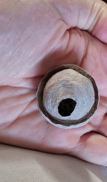 Destruction d'un nid de guêpes au Folgoet