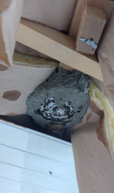 Détruire un nid de guêpes à Guisseny