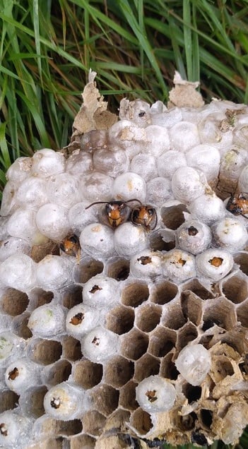 Destruction de frelons asiatiques à Brignogan