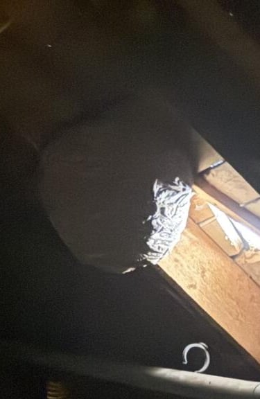 Destruction d'un nid de frelons à Brignogan