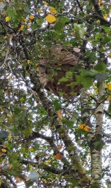 Enlever un nid de frelons à Plouider