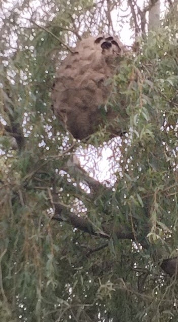 Détruire un nid de frelons à Kerlouan