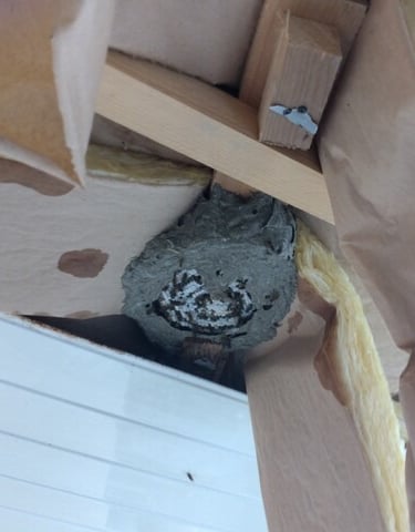 un nid de guêpes sous une toiture