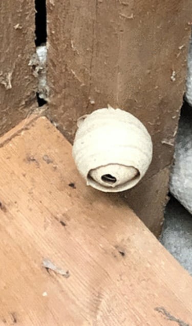 Détruire un nid de guêpes à Plounevez-Lochrist