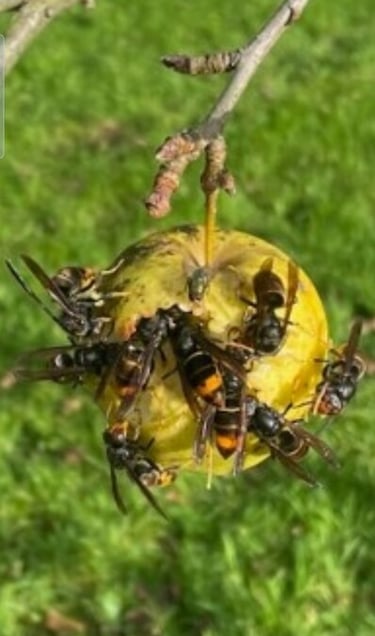 des frelons asiatiques sur une pomme