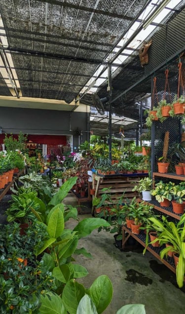 the interior of birch gurney a local plant nursery and advice center in Penang near gurney drive