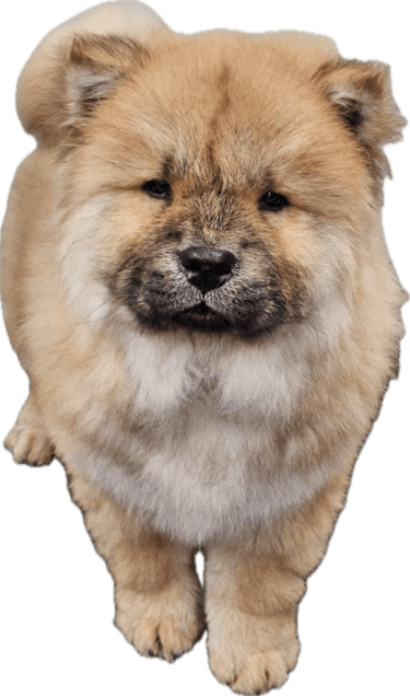 a cute chow puppy stands looking forward