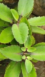 miracle leaf