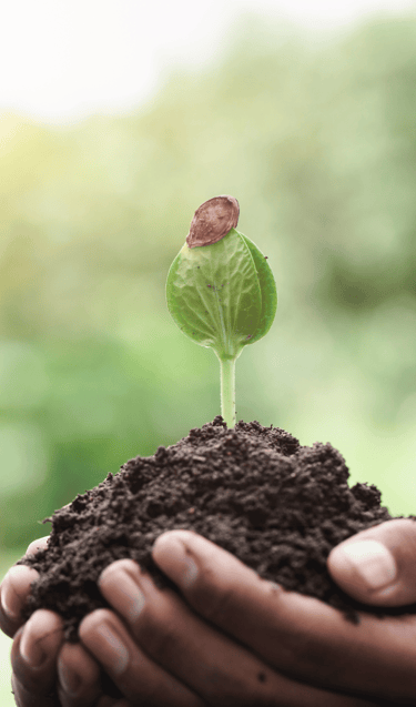 pure-and-natural-plant-energy-oil-blends-pure-nectar-oils