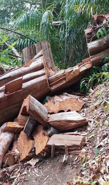thailand khao lak lam ru hat lek nature trail
