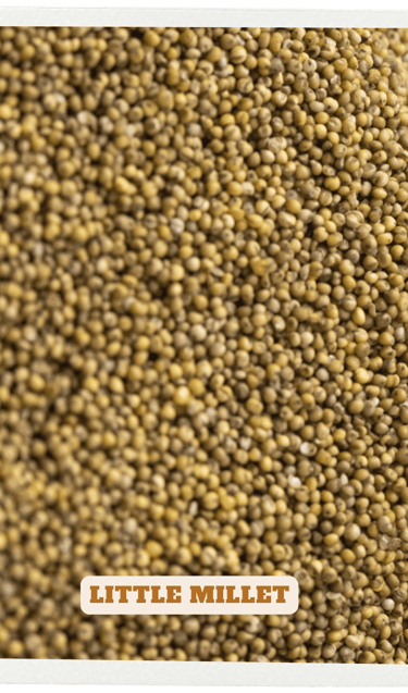 Little Millet: "Little millet grains displayed, a small-seeded cereal crop"
