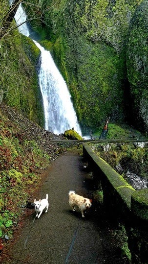 Columbia River Gorge Oregon - hike up the somewhat challenging switchbacks to Wahkeena Falls