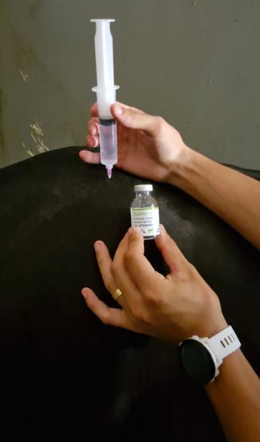 Diagnóstico veterinário preciso para cavalos de alto valor genético