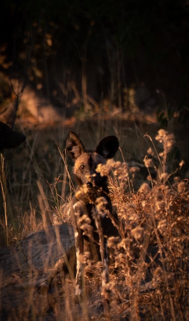 safari, lycaon dans la savane