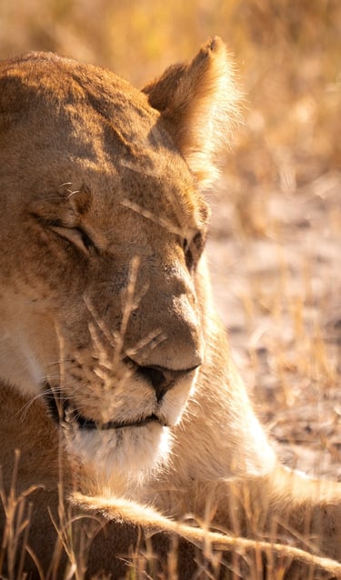 a lioness is laying down in the grass