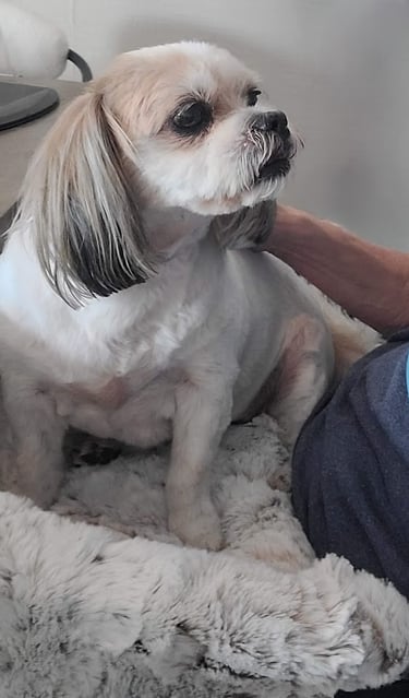 White dog on furr lap dog lap bed