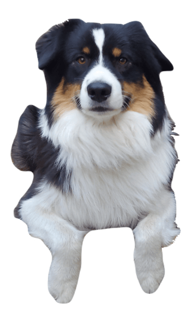 Image of a dog