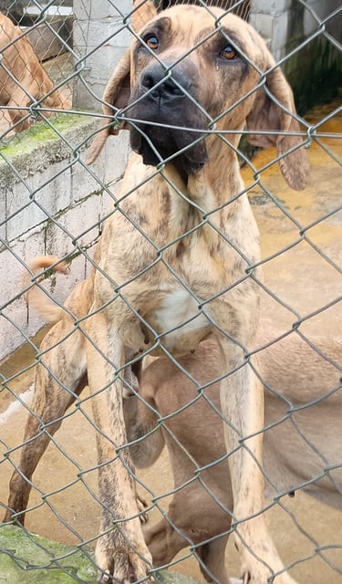 a dog is sitting in a caged in a cage