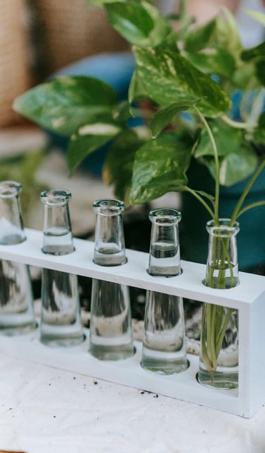 Plant propagation station with glass test tubes