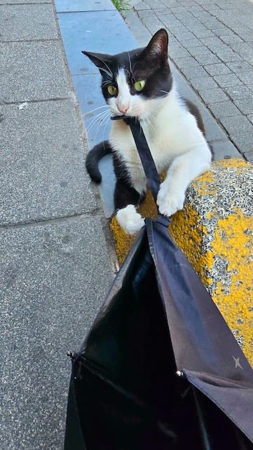 cat playing on street with bag