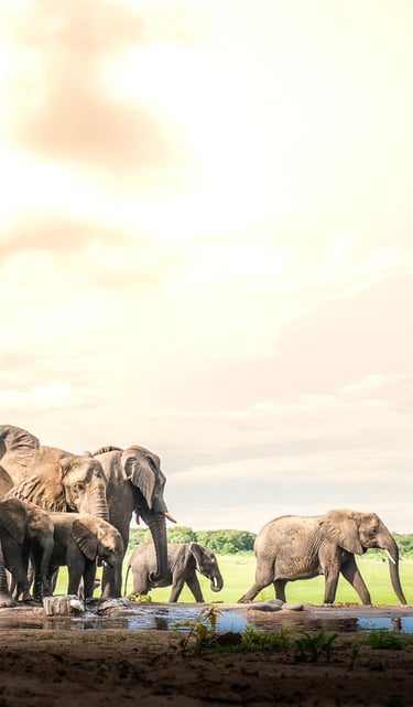 Elephant herd at waterhole with crimson sky background