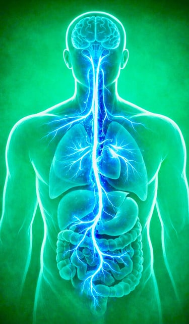 Human silhouette showing the trajectory of the vagus nerve through the body