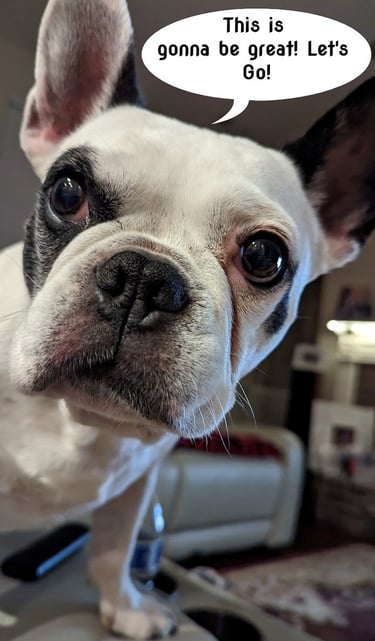 Dog ready to hire a pooper scooper