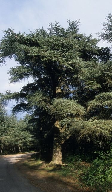 cèdres de l’Atlas