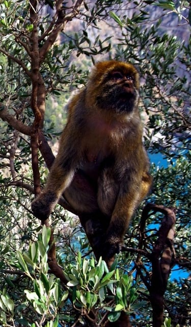 macaque barbes