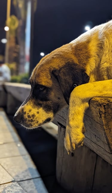 nomad #nomadmototours #royalenfieldeurope #royalenfield #adventuretours #nomadmototoursturkey #motor