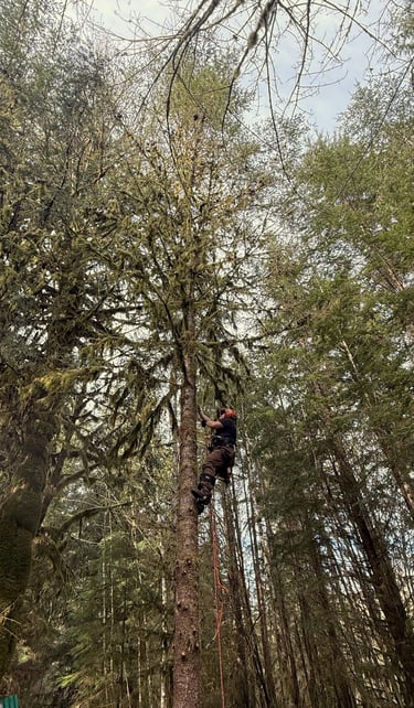 Owner Nick Brown of Bothell WA removing branches and limbs