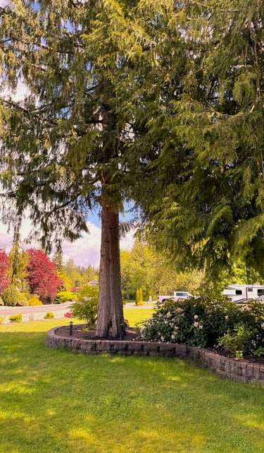 Tree canopy lift in Snohomish County WA 
