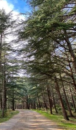 Forêt des Cèdres (Luberon)