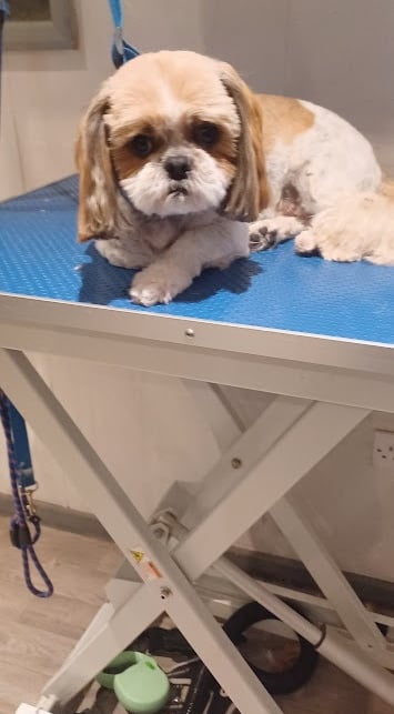 Shih tzu on a dog grooming table after being groomed.